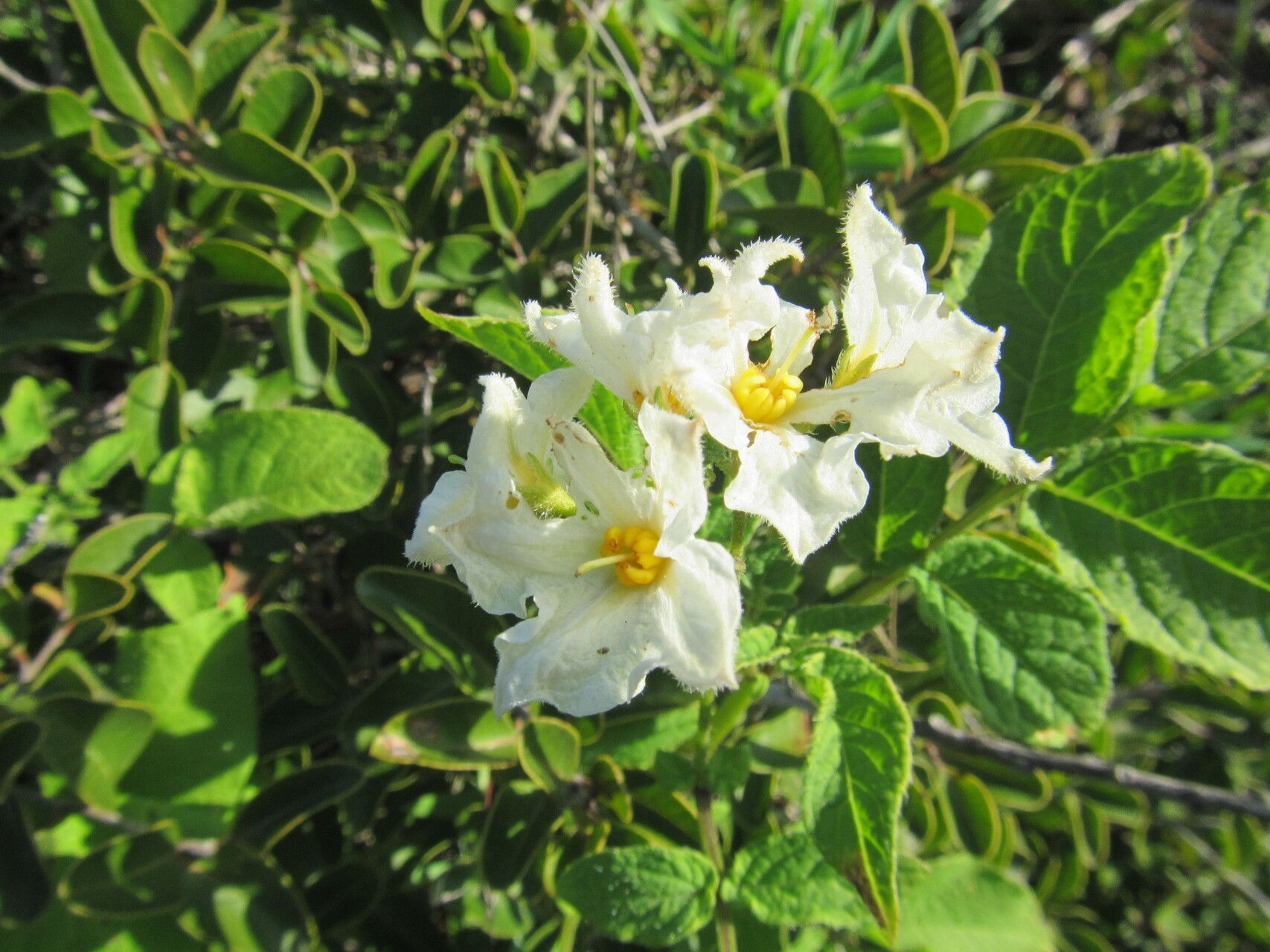 Solanum maglia flower