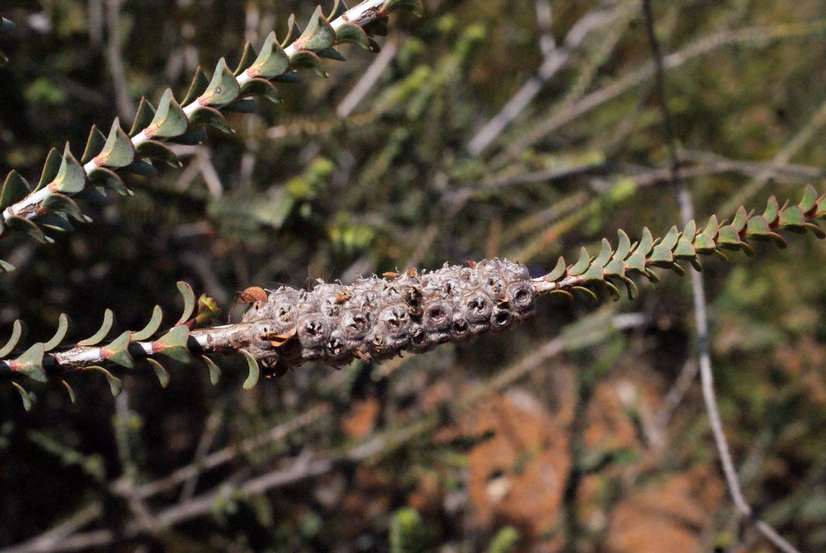 Grevillea coccinea — search result for 'Grevillea'