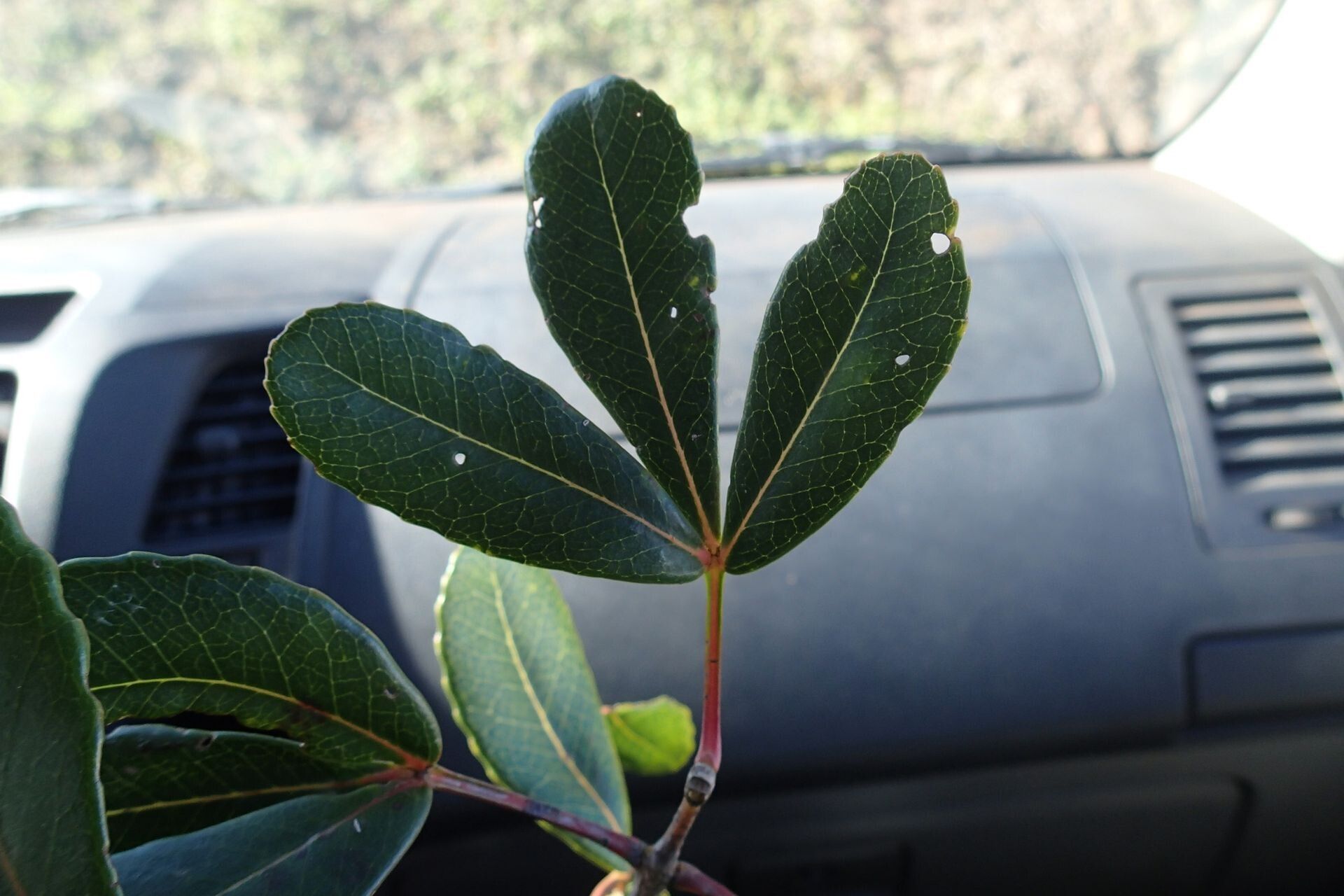 Cunonia vieillardii — houseplant care guide