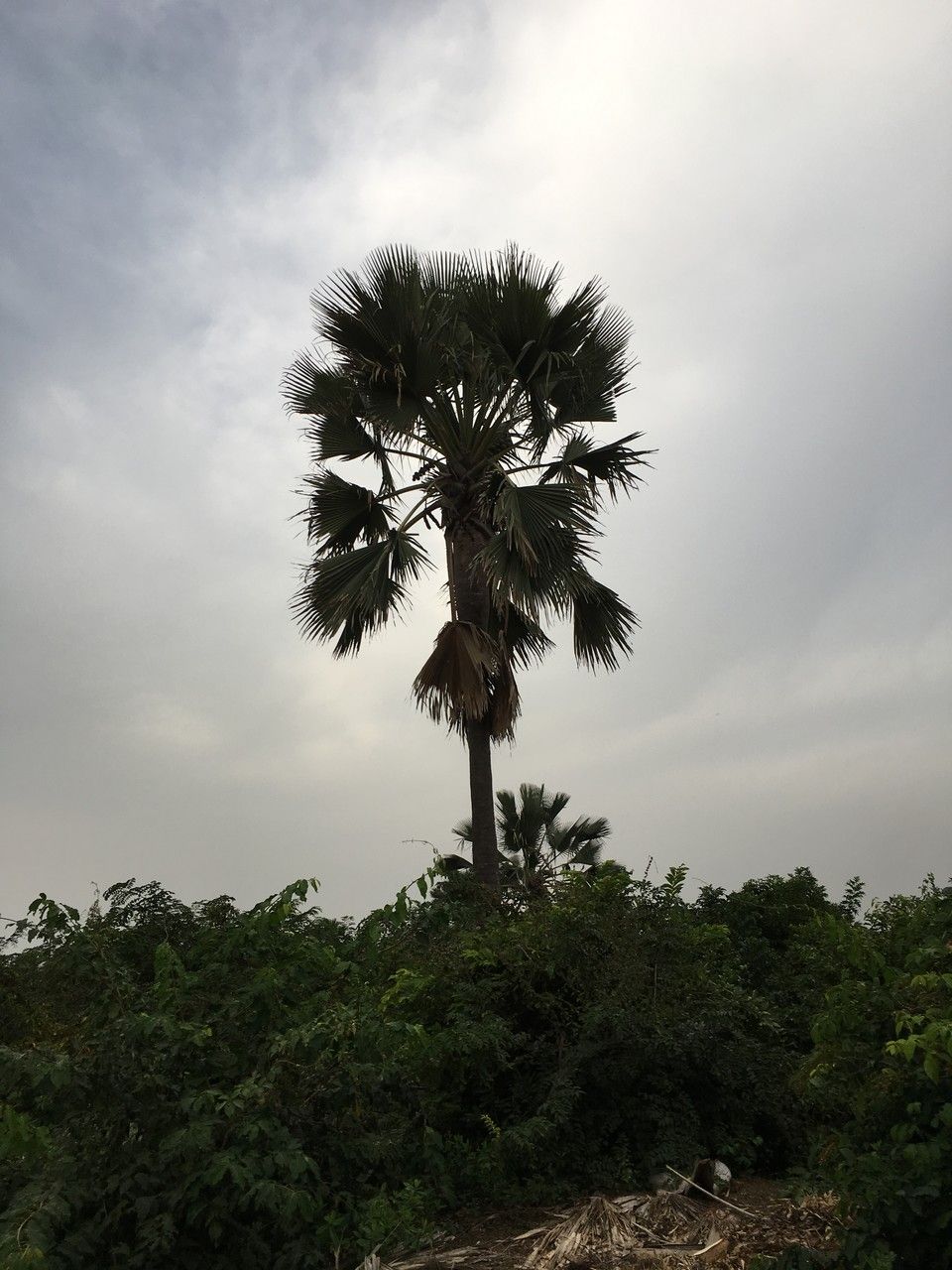 Borassus akeassii flower