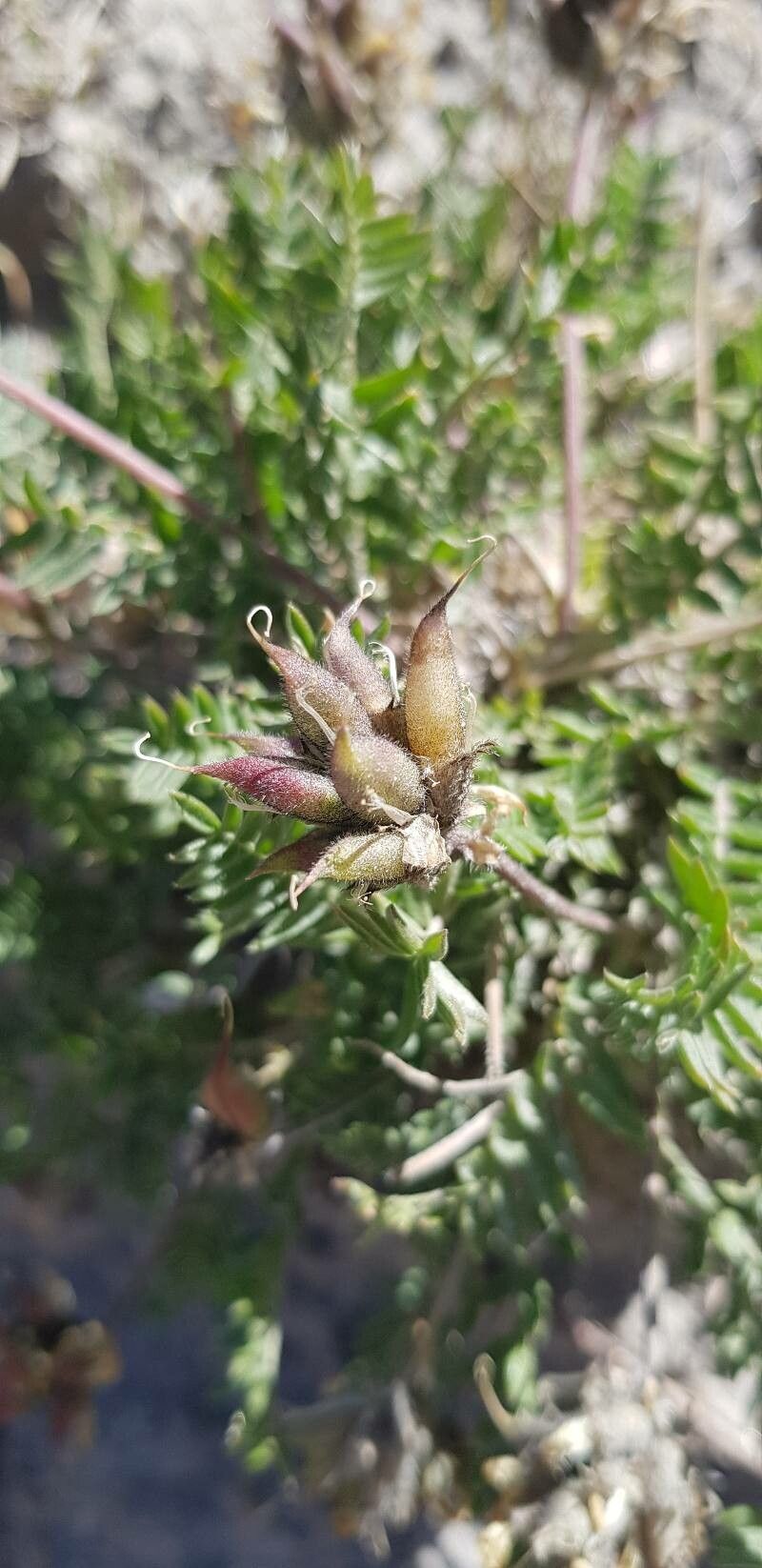 Oxytropis campestris fruit