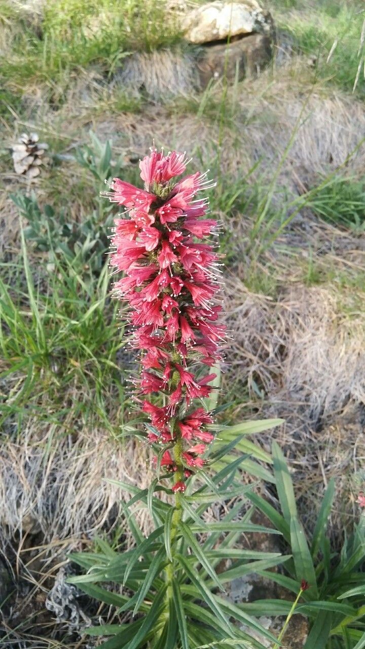 Pontechium maculatum flower