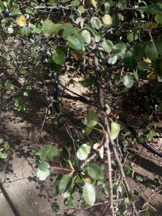 Pyrus bourgaeana leaf