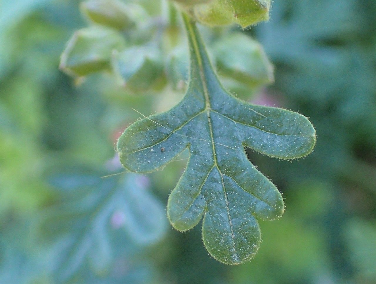 Teucrium botrys leaf