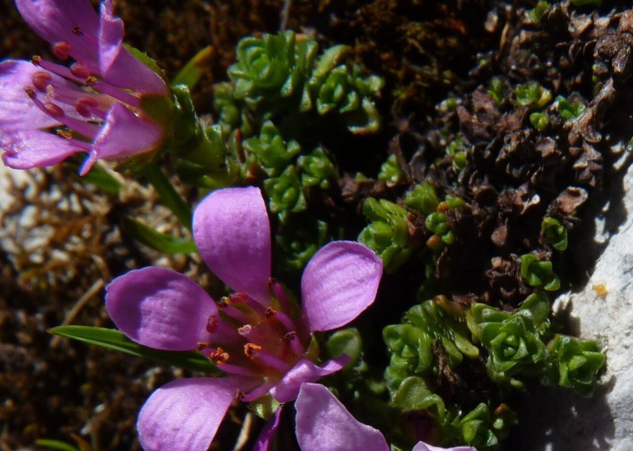 Saxifraga oppositifolia leaf