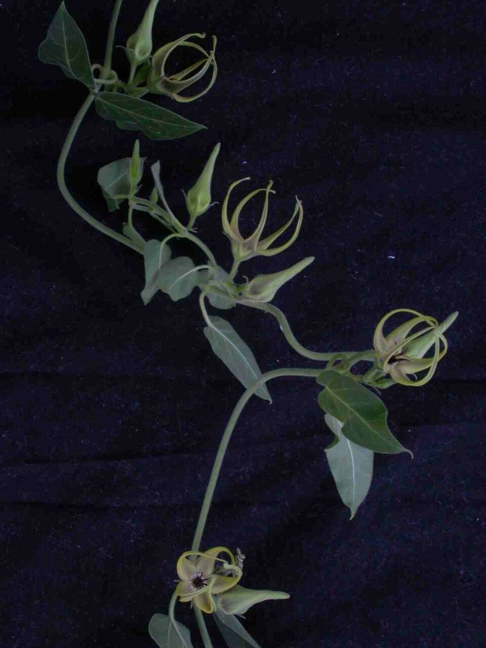 Oxypetalum warmingii flower