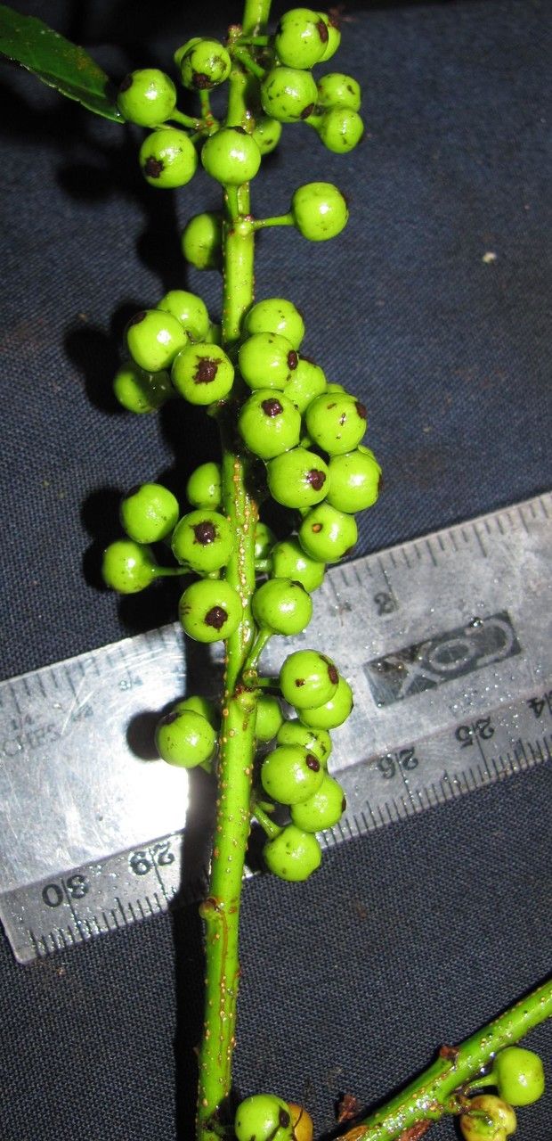 Ilex lamprophylla other