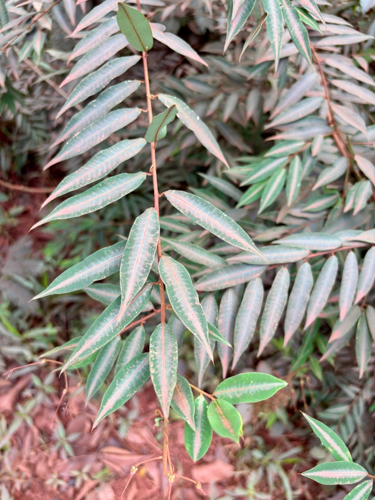Mabea angustifolia leaf