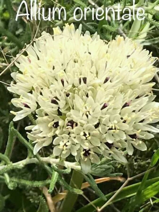 Allium orientale flower