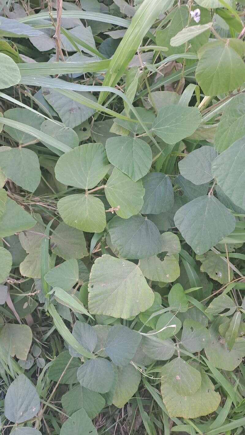 Neustanthus phaseoloides — search result for 'Pueraria'