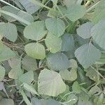 Neustanthus phaseoloides