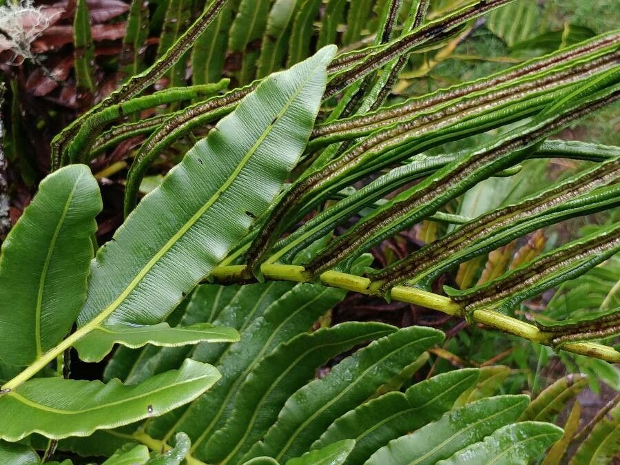 Blechnum marginatum — houseplant care guide