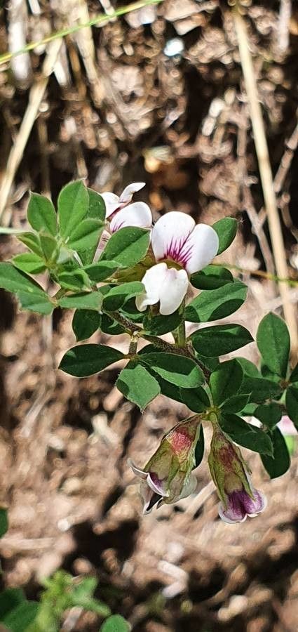 Lotus goetzei flower