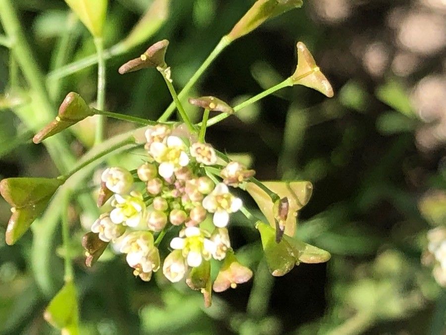Lepidium hirtum flower