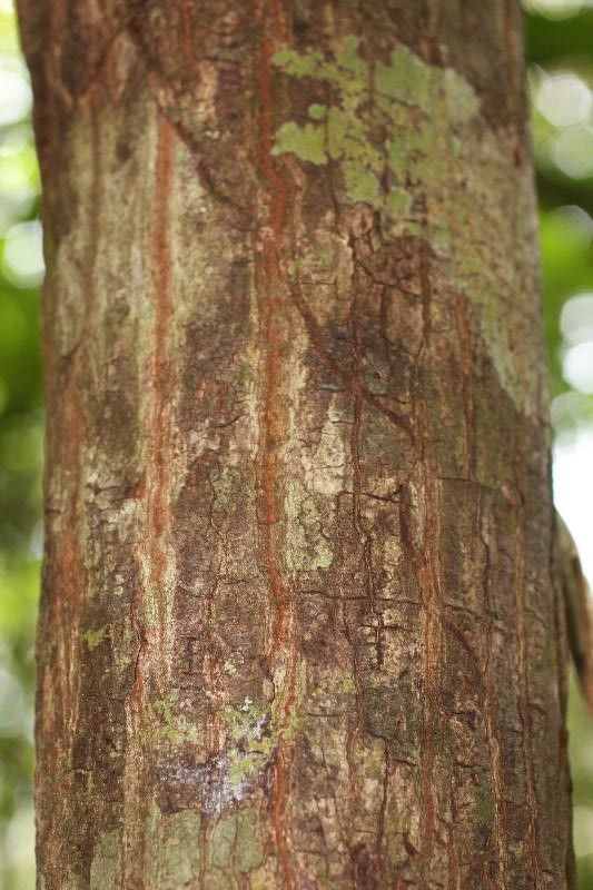 Pachira flaviflora bark
