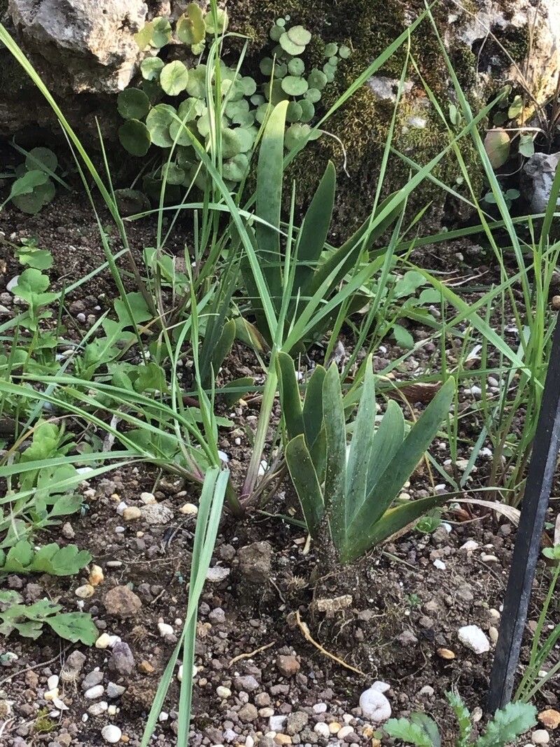 Iris marsica — houseplant care guide