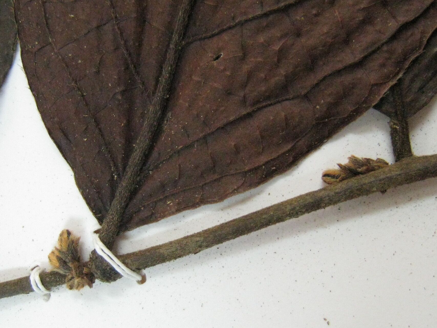 Diospyros ropourea other