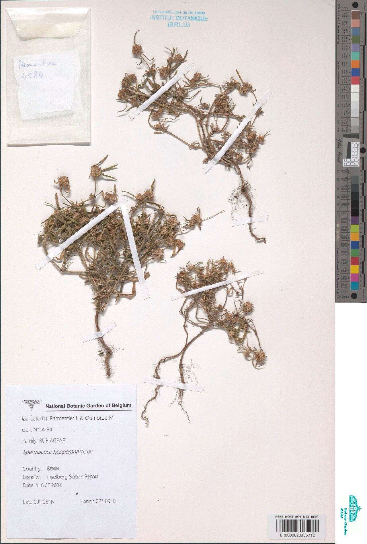 Spermacoce filiformis — houseplant care guide