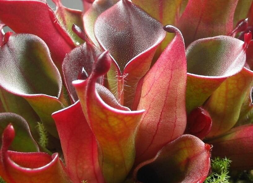 Heliamphora pulchella — houseplant care guide