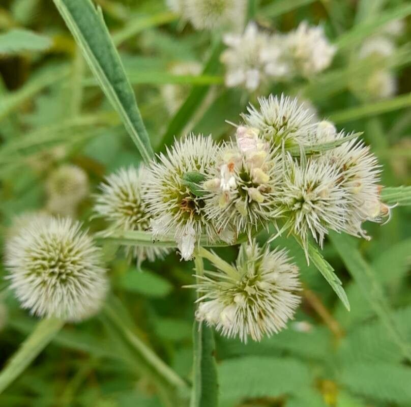 Hyptis lappacea flower
