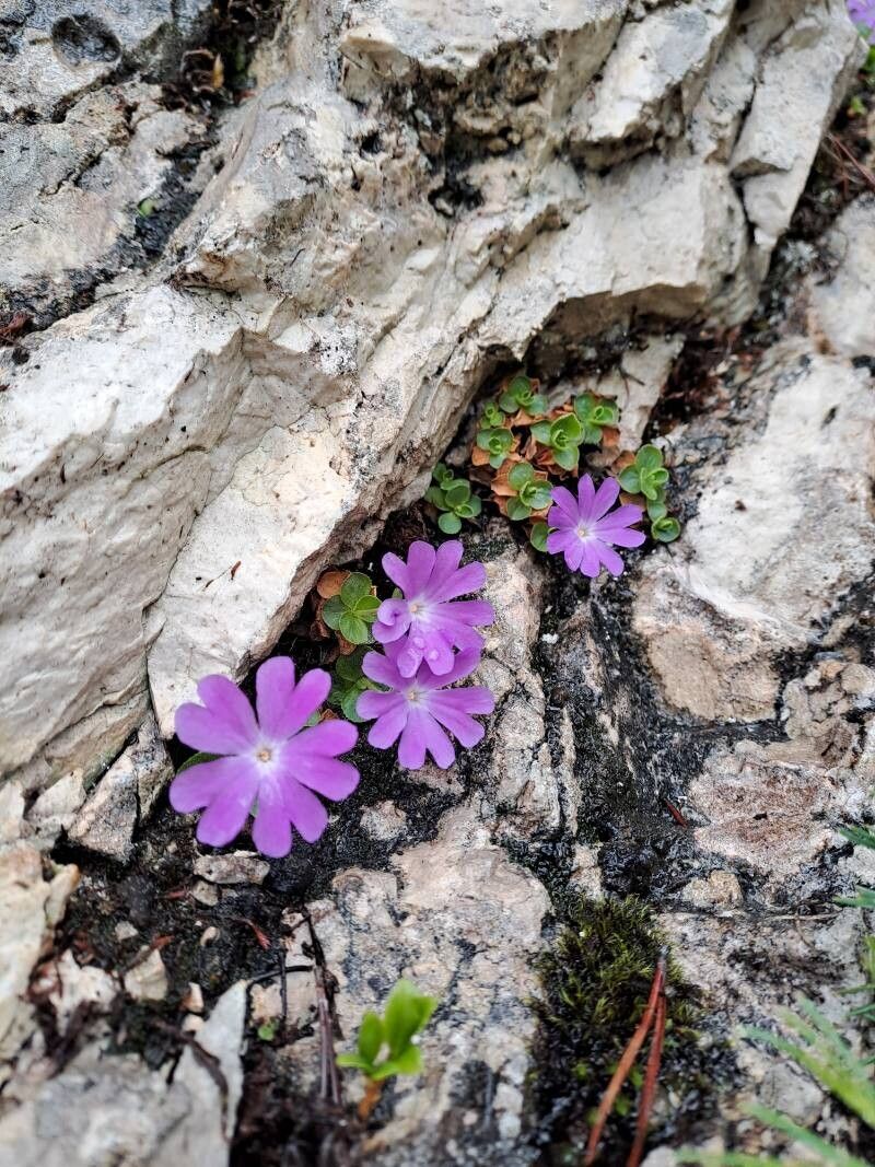 Primula tyrolensis — houseplant care guide