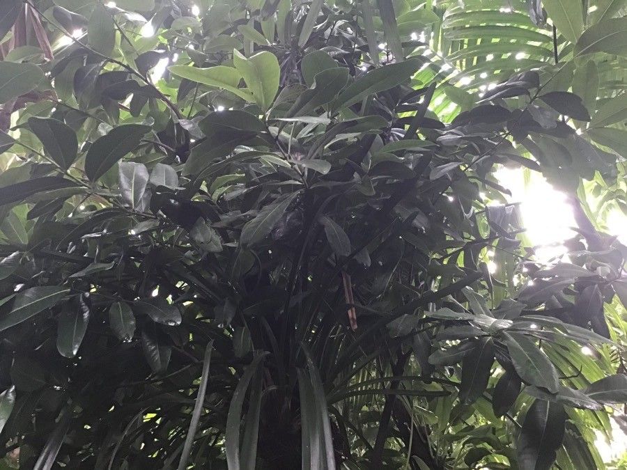 Diospyros ebenum leaf