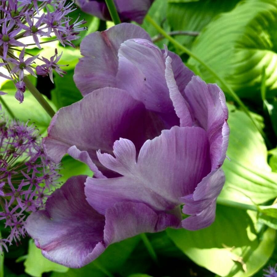 Tulipa lortetii flower