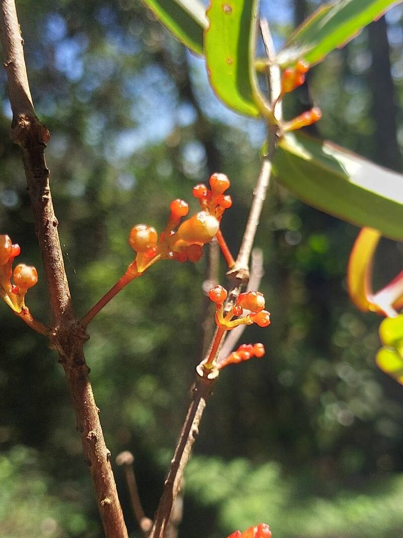Medinilla ambrensis flower