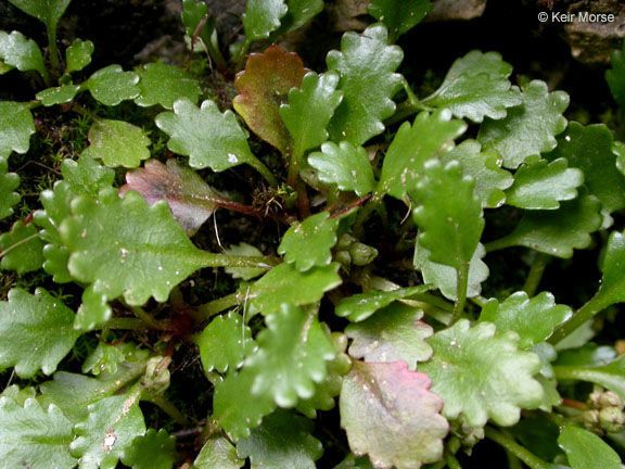 Micranthes howellii — houseplant care guide