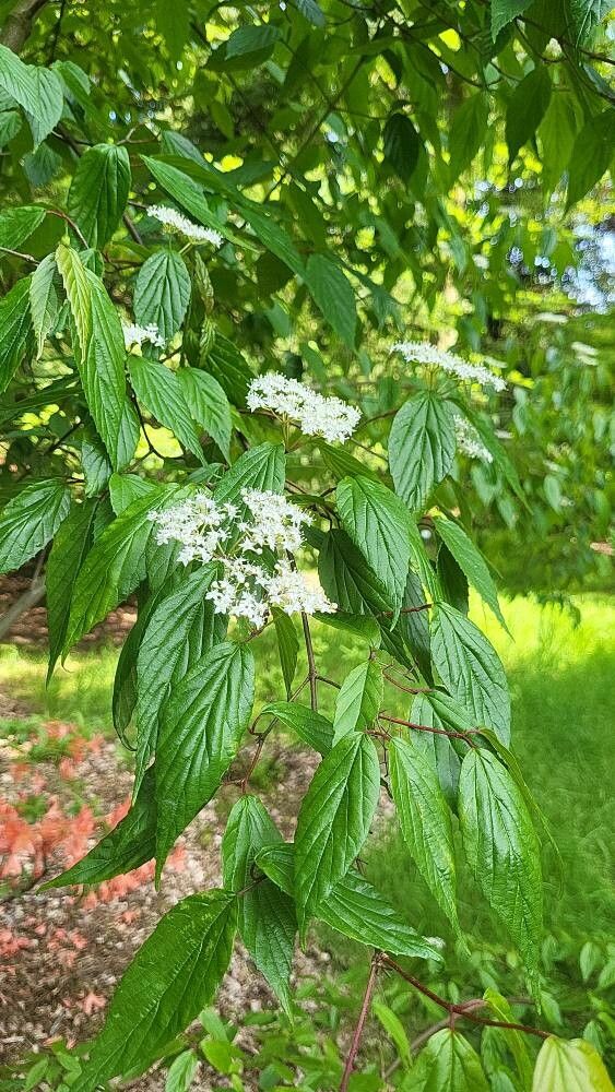 Viburnum formosanum flower