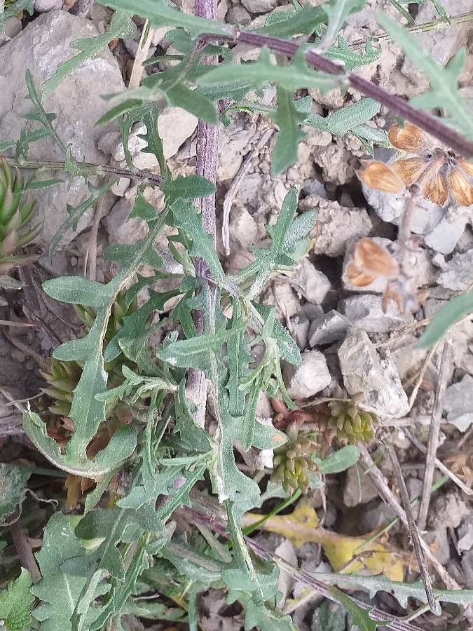 Centaurea aspera — search result for 'Centaurea'