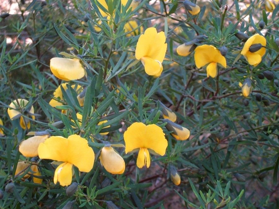 Gompholobium latifolium flower