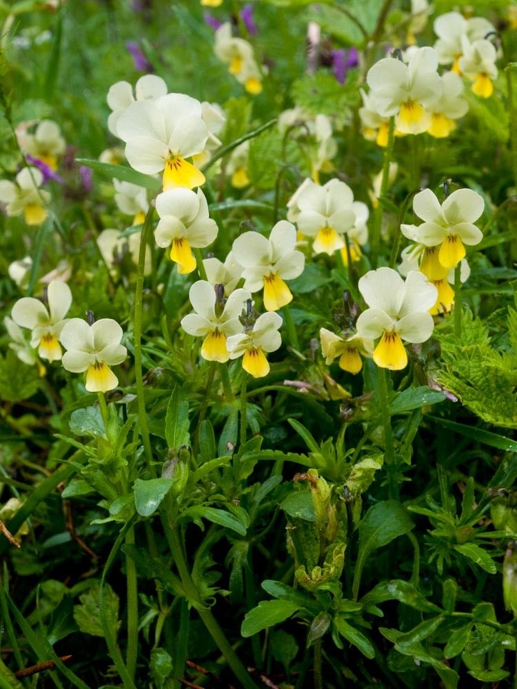 Viola aetolica habit