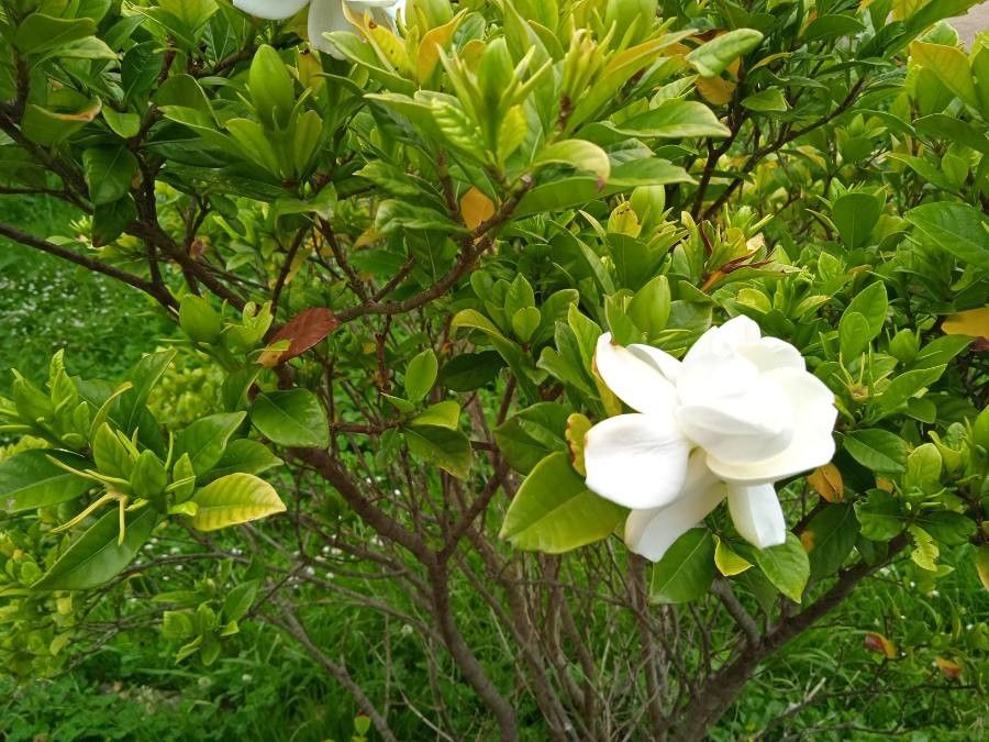 Gardenia augusta fruit