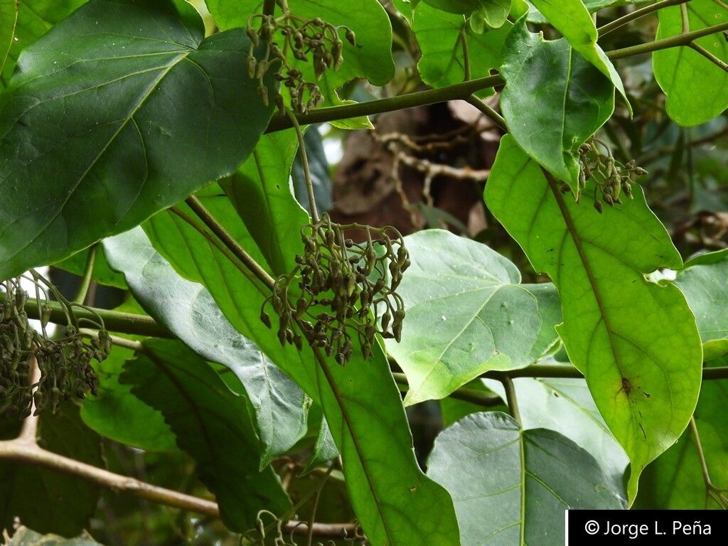 Solanum huilense — houseplant care guide
