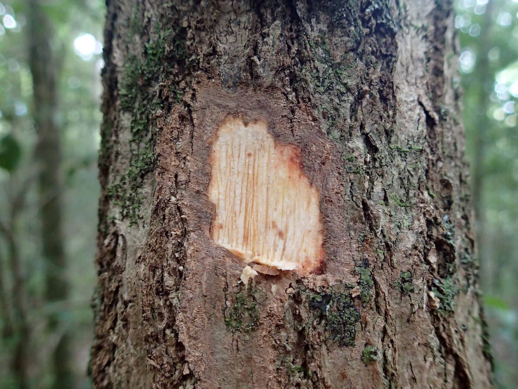 Polyscias bracteata bark