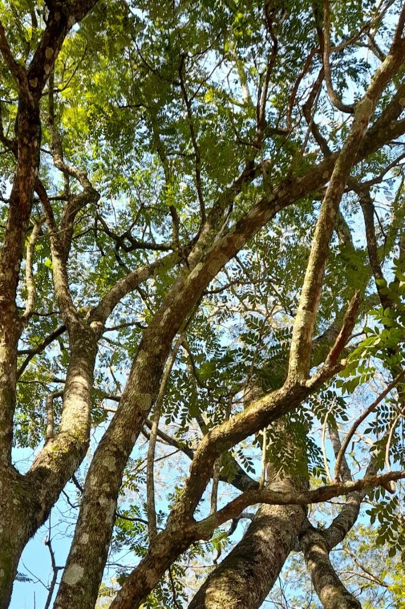 Jacaranda cuspidifolia habit