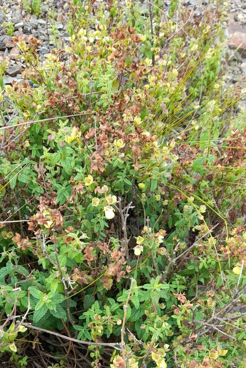 Calceolaria parvifolia habit