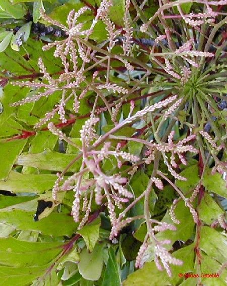 Beauprea comptonii — related species from the same genus