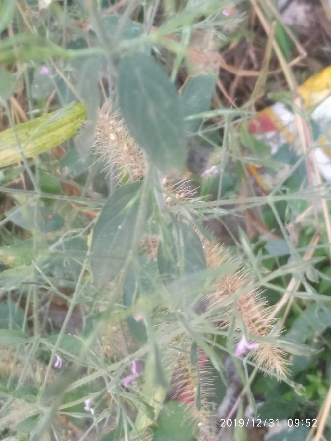 Dicliptera resupinata — search result for 'Acanthaceae'