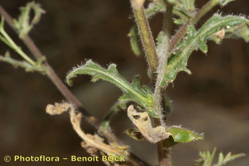 Biscutella lamottei — houseplant care guide