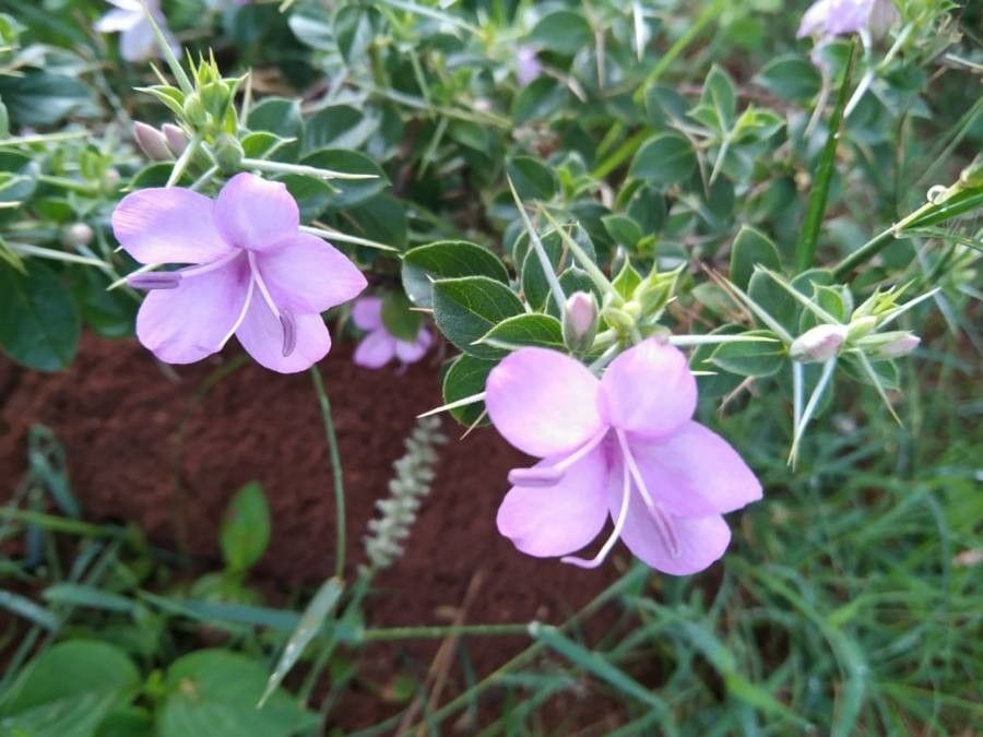 Barleria observatrix flower