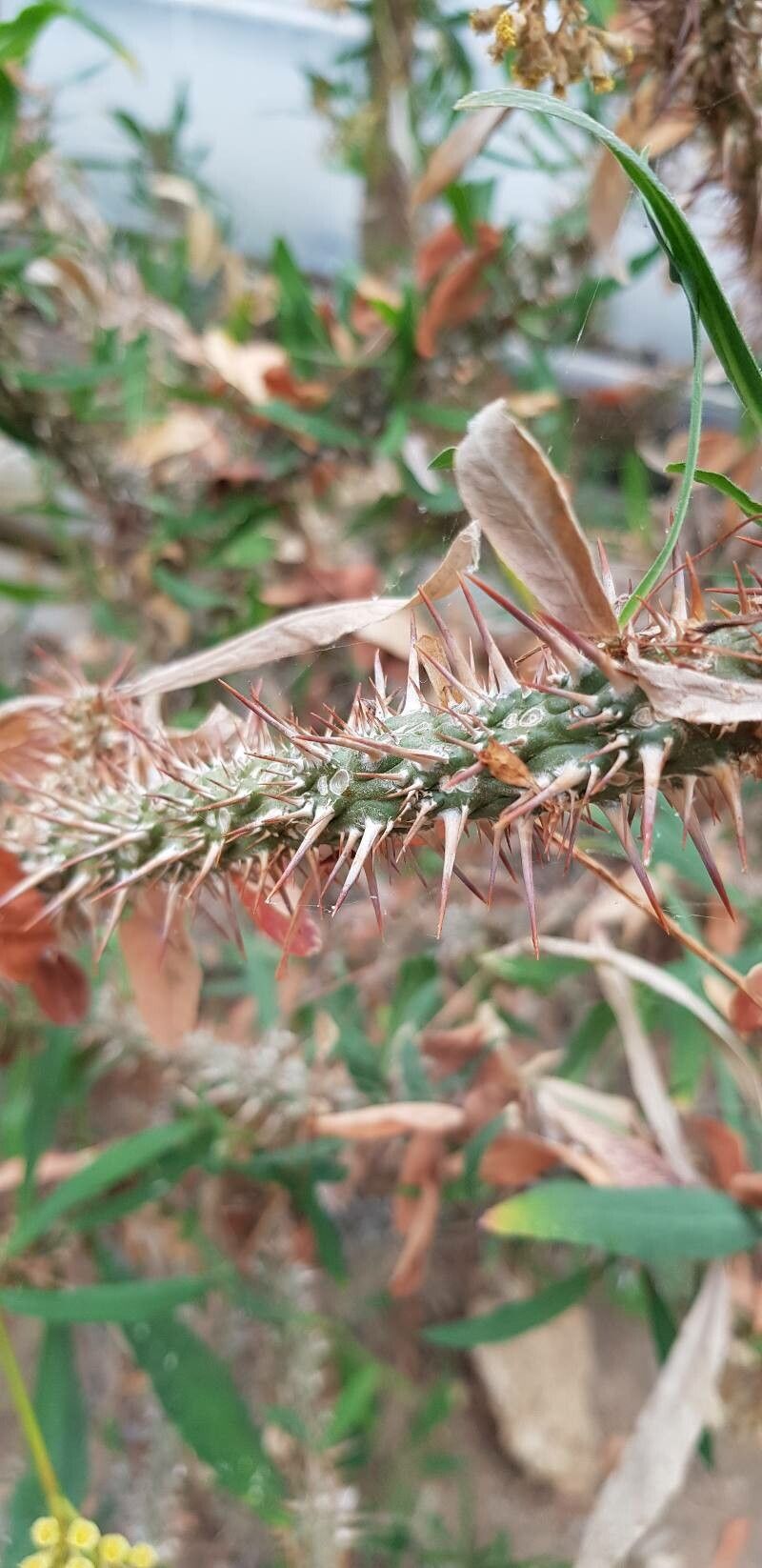 Euphorbia capuronii bark