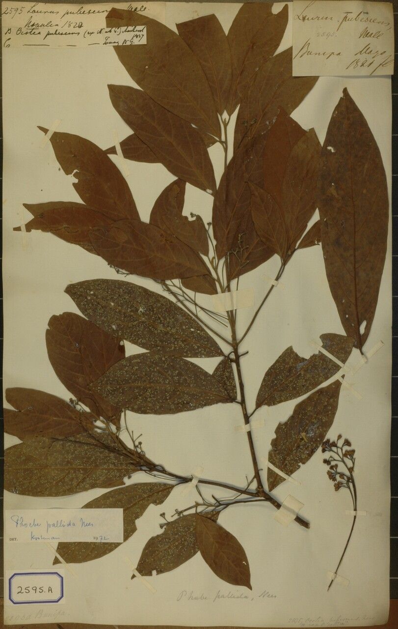 Phoebe pallida — houseplant care guide