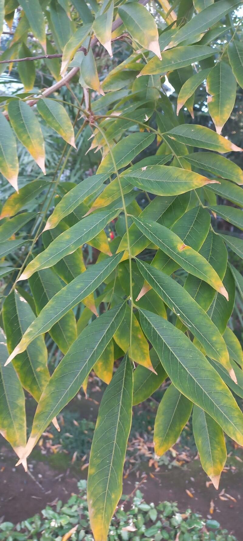 Sapindus mukorossi leaf