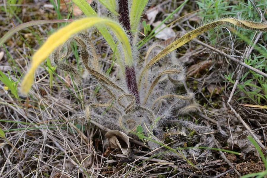 Onosma visianii — houseplant care guide