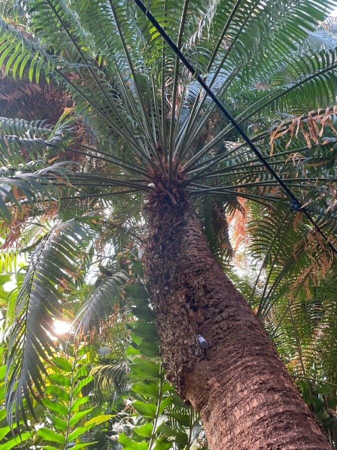 Cycas zeylanica — search result for 'Cycas'