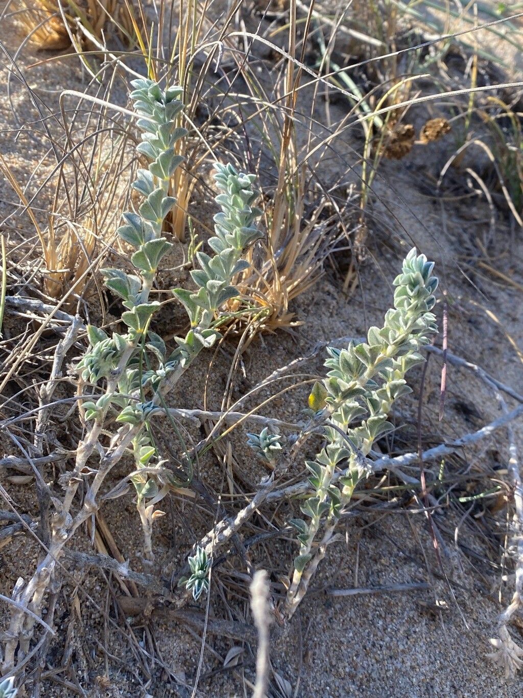 Astragalus trifoliatus leaf