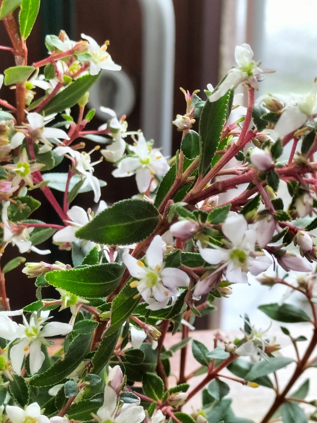 Agathosma crenulata flower