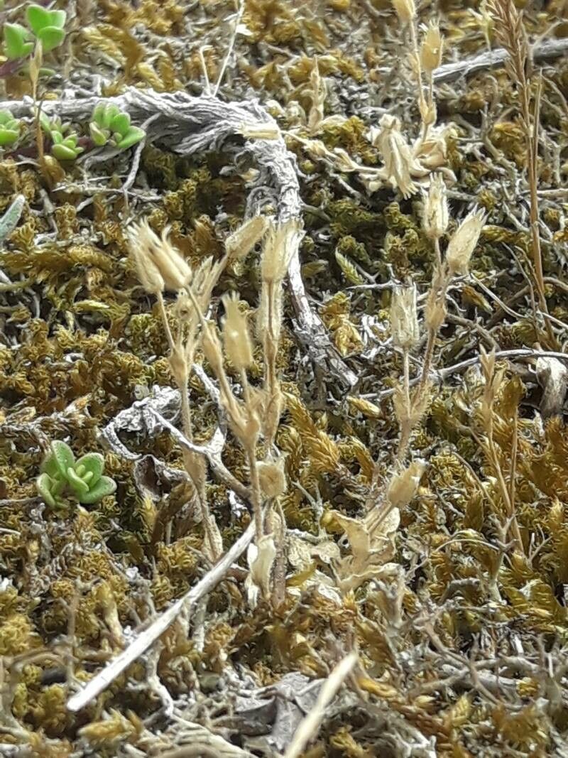 Cerastium diffusum fruit